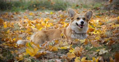 Esto cuestan los Corgi los perros de sangre azul que lo harán sentir