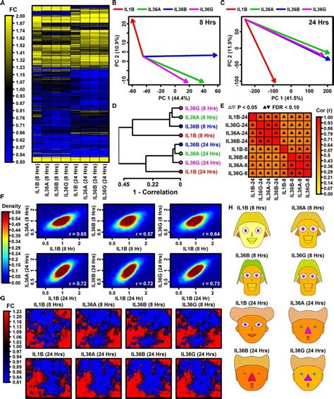 Global Transcription Responses To Il B And Il Rna Seq A Fc