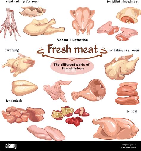 Colored Sketch Chicken Meat Parts Set For Different Meals And Dishes