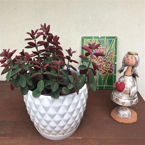 25 Stunning Types Of Burgundy Houseplants You Cannot Miss Indoor