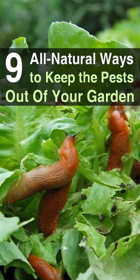 9 All Natural Ways To Keep Pests Out Of Your Garden Garden Pest