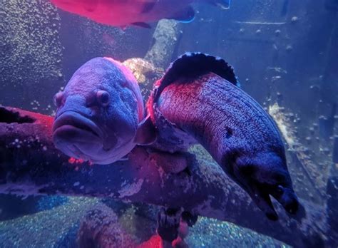 Giant Aquarium In Berlin The Aquadom Has Burst Open Spilling 1 Million