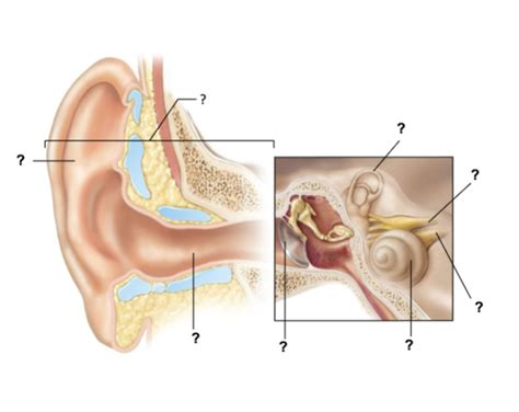 Diagram of outer ear and canals Diagram | Quizlet