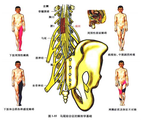 中枢神经系统疾病定位诊断图解脊髓水平面上的病变定位 中国医疗