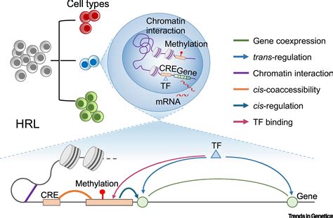 Elucidation Of Biological Networks Across Complex Diseases Using Single Cell Omics Trends In