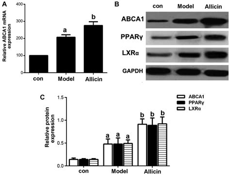 Allicin Induces The Upregulation Of Abca1 Expression Via Pparγlxrα