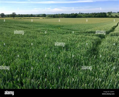 naseby northamptonshire england  res stock photography  images alamy