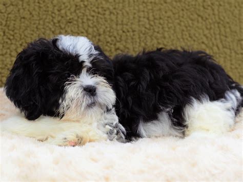 Shih-Poo-DOG-Female-Black and White-3250214-Petland Dunwoody