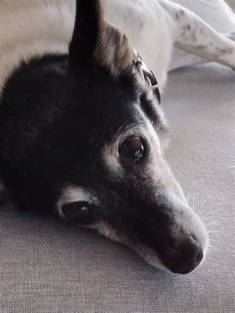 Cute Picture Of my 16 year old dog Zoe! : r/dogpictures