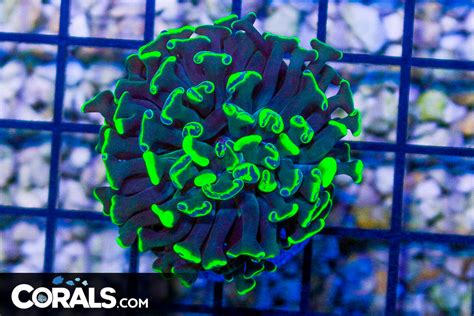 Big Branching Hammer Frag Australia Neon Toxic Corals