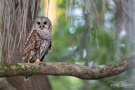 Barred Owl Strix Varia 2023 24 Barred Owl The Barred Flickr