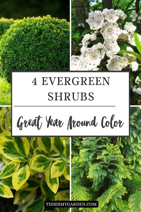 4 Evergreen Shrubs To Add Great Year Round Color To Your Landscape Evergreen Landscape