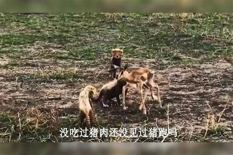 小猎豹还没断奶就开始捕杀小羚羊究竟它能不能成功呢 羚羊 猎豹 成功