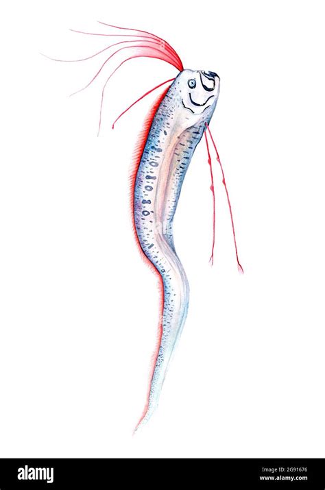 Oarfish