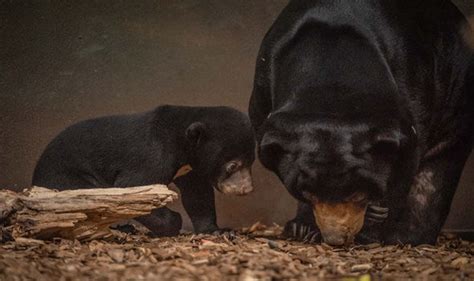 Adorable sun bear cub makes its debut in UK-first at Chester Zoo | Nature | News | Express.co.uk