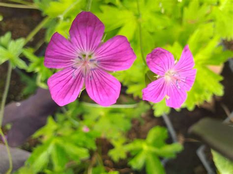 Geranium Palustre Marginal Pond Plants Pond Plants Water Plants Bog Plants Bp042