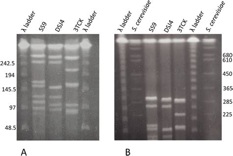 Pulsed Field Gel Electrophoresis Of Chromosomal Plugs Of P Profundum