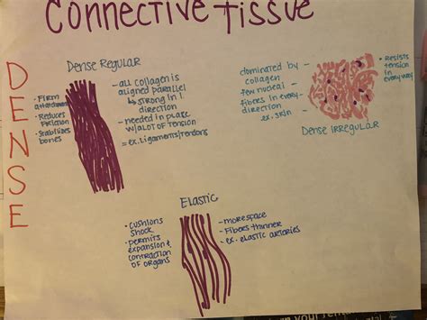 Dense Connective Tissue Basic Anatomy And Physiology Human Anatomy And Physiology Medical