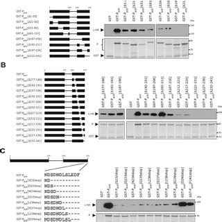 Mapping The Region Of P Involved In L Binding By Serial Deletions A