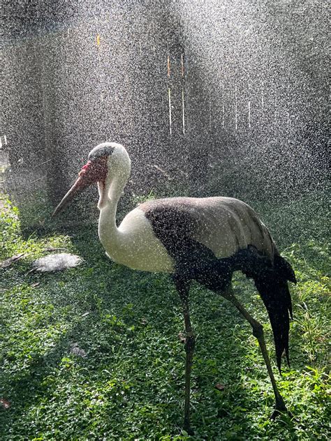 Hot Summer Days are a Time for Cool Fun for ZooTampa Animals - ZooTampa ...