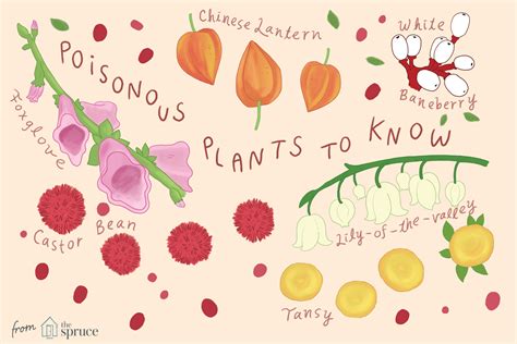 15 Common Poisonous Plants