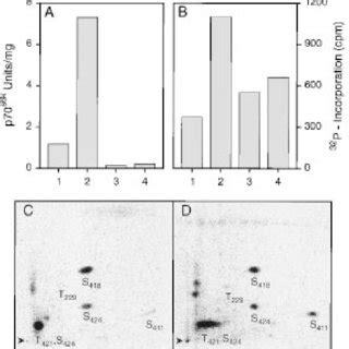 Multiple Phosphorylation Of P70 S6k Regulates Its Activity A