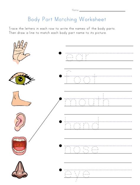 Kindergarten Body Parts Worksheets