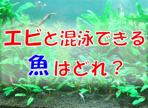 ミナミヌマエビ 生体 【限定特価】