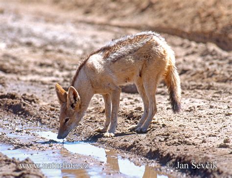 Black Backed Jackal Photos Black Backed Jackal Images Nature Wildlife