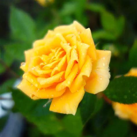 Yellow Roses: Symbolic Meaning