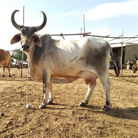 Kankrej Cow Pregnant at 45000.00 INR in Karnal, Haryana | Parkash Dairy Farm