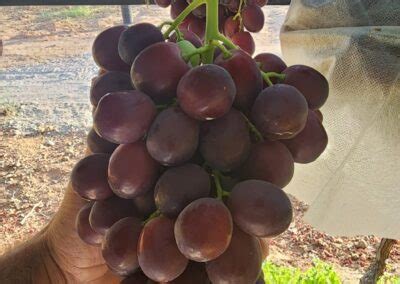 Lac Du Soleils First Harvest On The Trail Blocks Varieties In2fruit