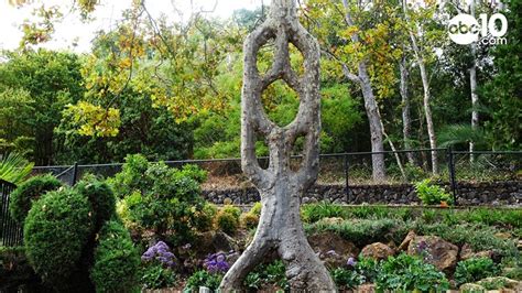 Circus Trees At Gilroy Gardens Theme Park Are An Odd Attraction