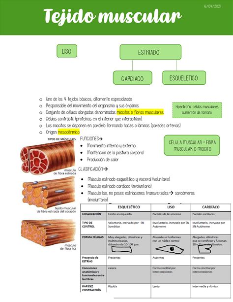 Histología clase 9 y 10 tejido muscular o Uno de los 4 tejidos