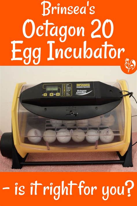 Brinsea S 24 Egg Incubator The Octagon 20 A Review In 2021 Egg