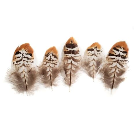 Reeves Pheasant Feathers, 10 Pieces, 1-3" Inches, Fall Halloween ...