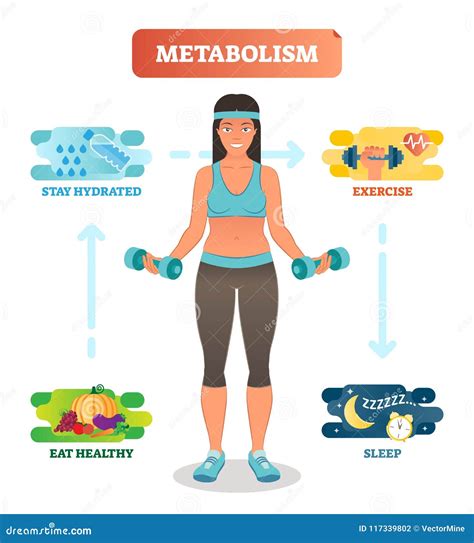 Diagrama Del Ejemplo Del Vector Del Concepto Del Metabolismo Ciclo