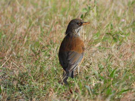 Rufous Backed Robin From Heroica Cd De Juchit N De Zaragoza Oax