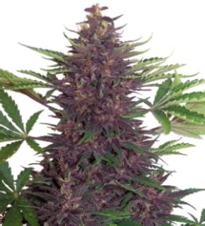 PURPLE KUSH AUTO 1 Seme Femm Buddha Seeds Santaplanta Grow Shop