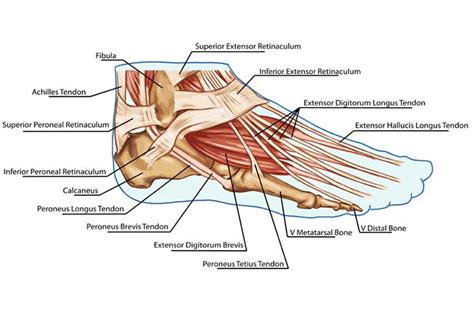 Plantar Fasciitis And Foot Pain In Nursing Ausmed