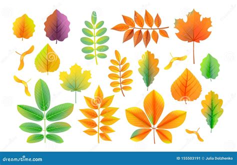 Vector Cartoon Style Colorful Autumn Leaves Collection Stock Vector