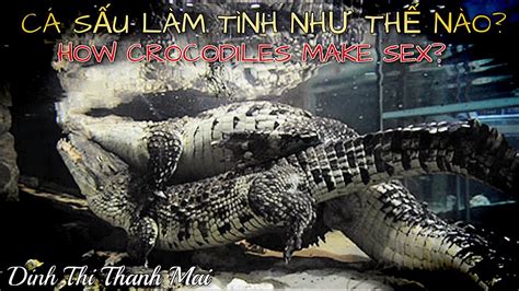 Crocodiles Are Making Sex Under Water Vietnam Crocodile Farm With 1000