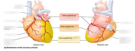 Distribution Of The Coronary Arteries Diagram Quizlet