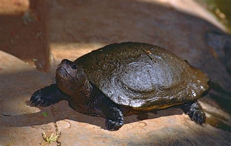 Madagascan big-headed turtle - Wikipedia