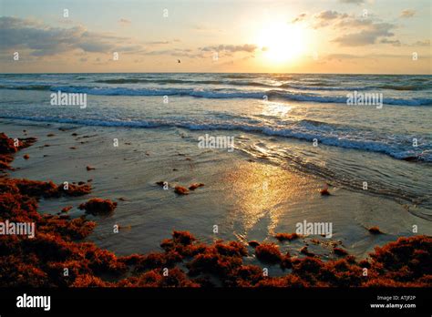 gulf  mexico shore  south padre island texas stock photo alamy