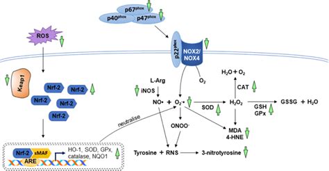 The Mechanism Of Action In The Regulation Of Oxidative Stress During