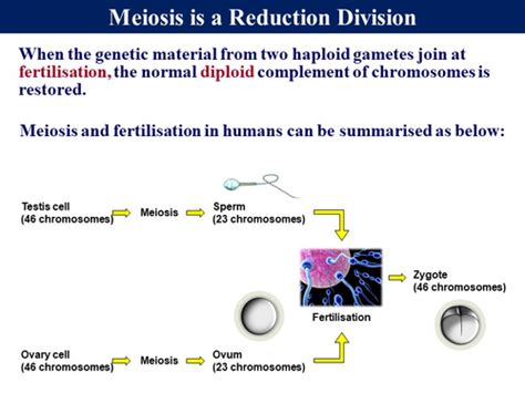 Bio6.3 Meiosis - Gametes & Variation | Teaching Resources