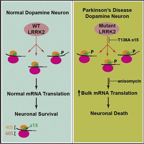 Ribosomal Protein S15 Phosphorylation Mediates LRRK2 Neurodegeneration