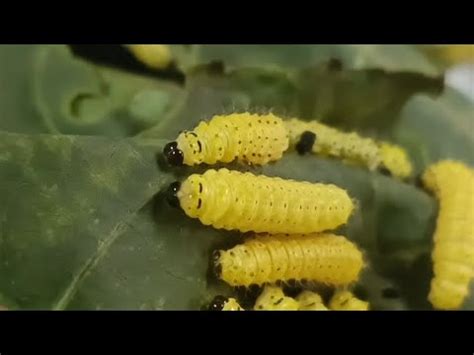 Eri Silkworm Rearing Silkworm Insects YouTube