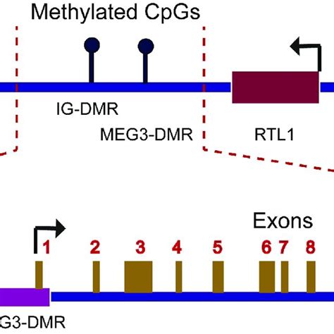 Schematic Diagram Of Dlk1 Meg3 Locus On Human Chromosome 14 The 837